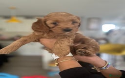 Cavapoo dogs for sale: Cavapoo  - Image 5