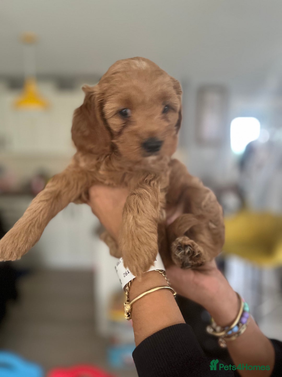 Cavapoo dogs for sale: Cavapoo  - Image 5
