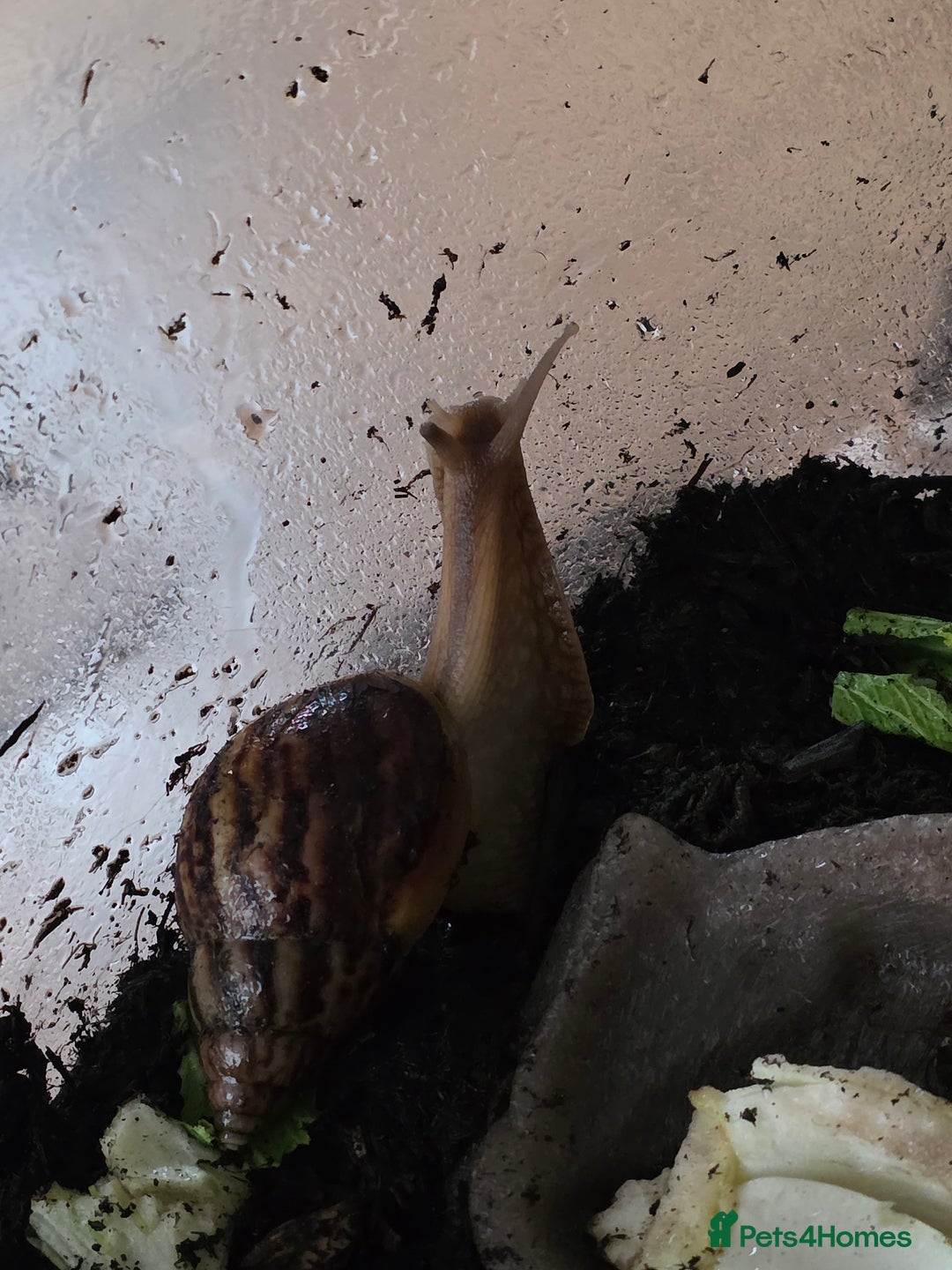 Snails invertebrates for sale: African land snails  - Image 6