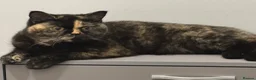 British Shorthair cats for sale: Adults British shorthair  - Advert 5