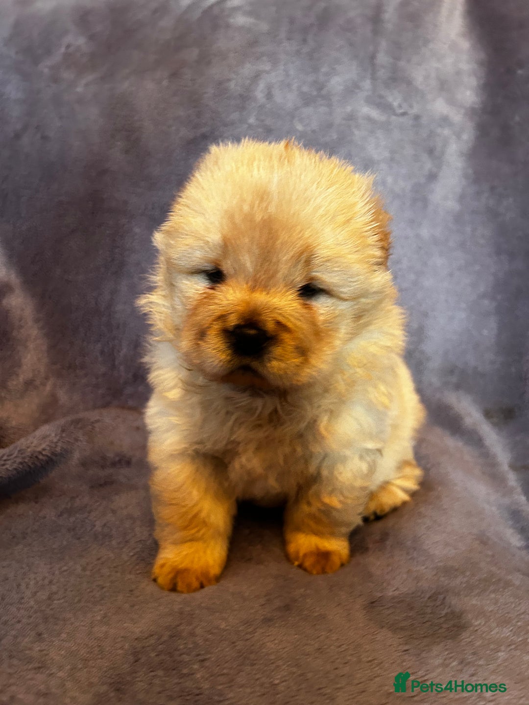Chow Chow dogs for sale: Stunning chow chow puppies  - Advert 29