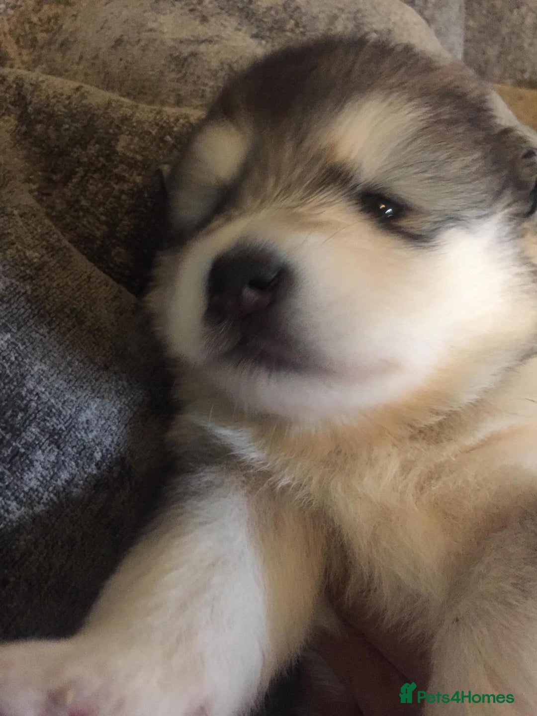 Alaskan Malamute dogs for sale: pure breed alaskan malamutes for sale - Advert 1