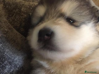 Alaskan Malamute dogs pure breed alaskan malamutes for sale - Advert 13