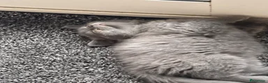 British Shorthair Kitten 1