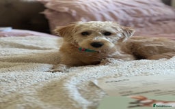 Labradoodle dogs for sale: F1b miniature labradoodle  - Image 2