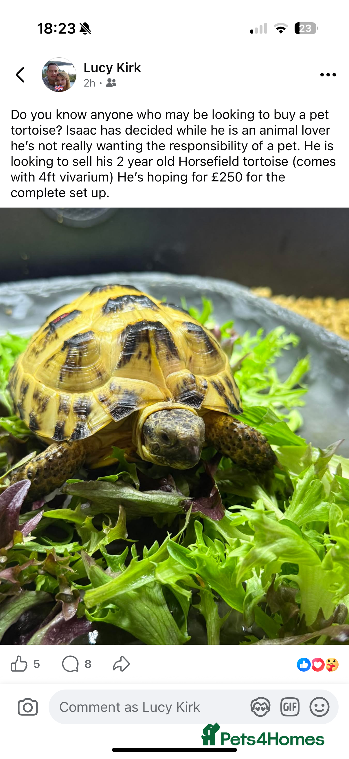 Tortoise reptiles 2 year old Horsefield tortoise - Advert 1