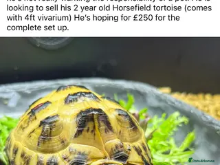 Tortoise reptiles 2 year old Horsefield tortoise - Advert 1