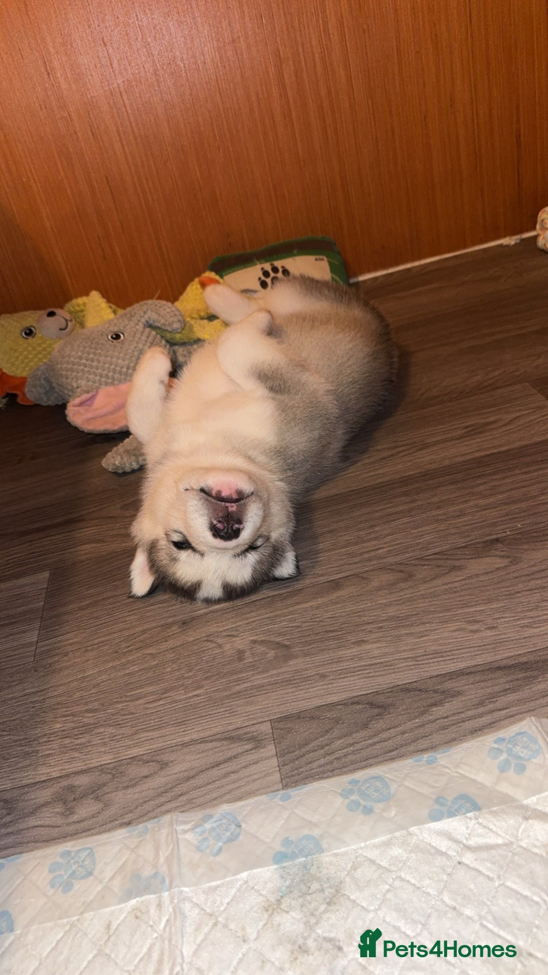 Siberian Husky dogs for sale: Husky Puppies – Ready 22/12/25 🐾  - Advert 10