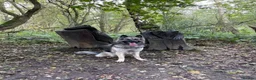 German Shepherd dogs for sale: Xena  - Advert 13