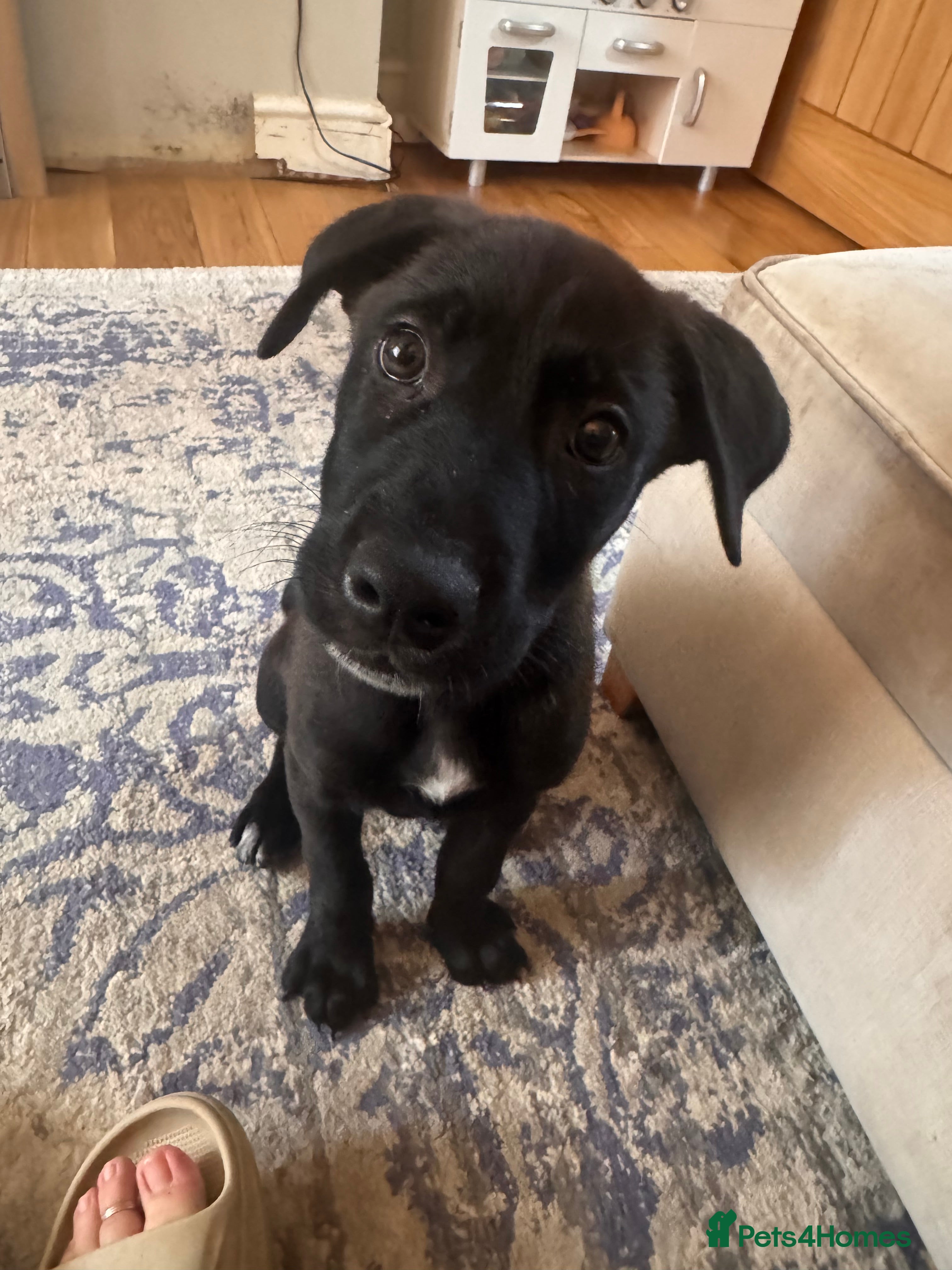 Mixed Breed dogs RARE BLUE EYE Sholly  ** tiff x Husky  - Advert 2