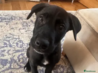 Mixed Breed dogs RARE BLUE EYE Sholly ** tiff x Husky - Advert 2