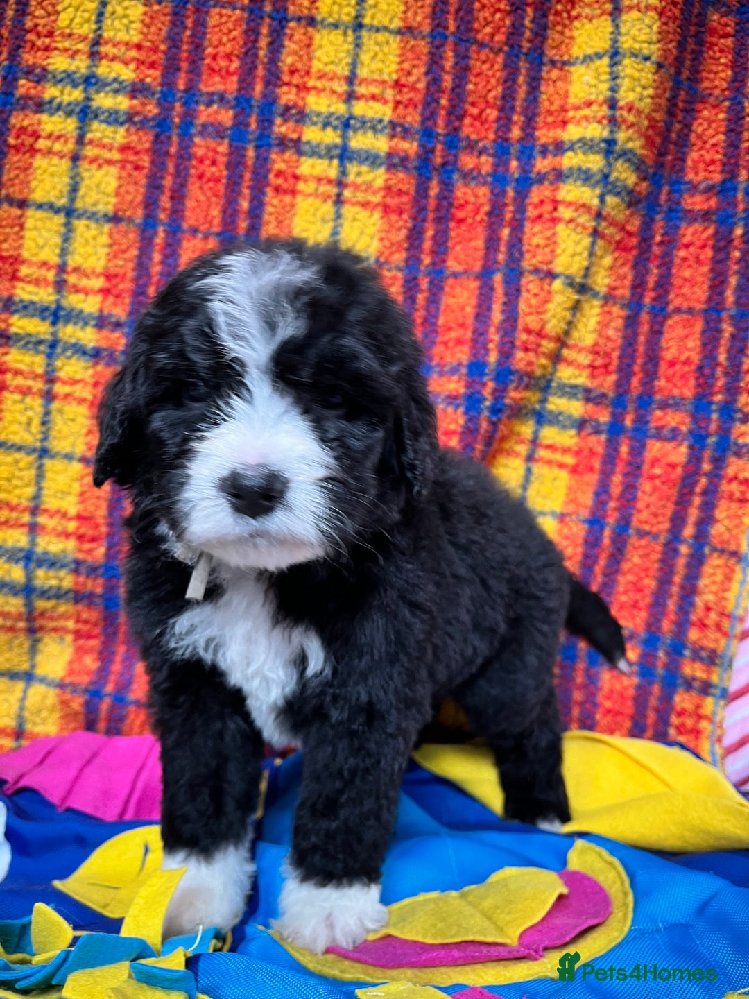 Bernedoodle dogs for sale: F1 standard Bernedoodle puppies. Licensed breeder - Advert 21