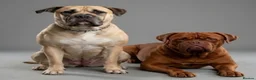 Mixed Breed dogs for sale: Muscle mastiff puppies  in Galashiels - Advert 11