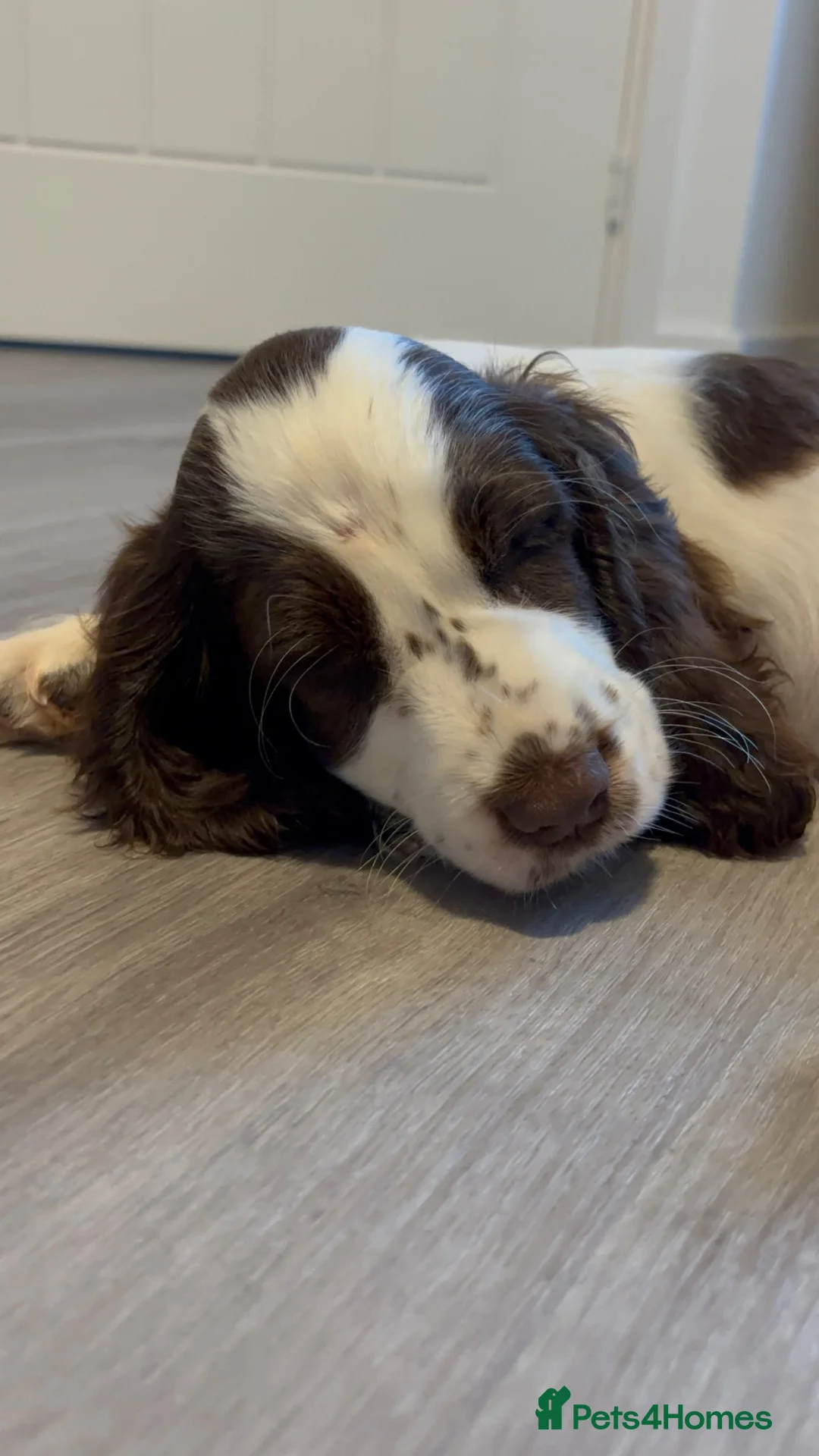 Cocker Spaniel dogs for sale: Show Cocker Spaniel Indie - Advert 4