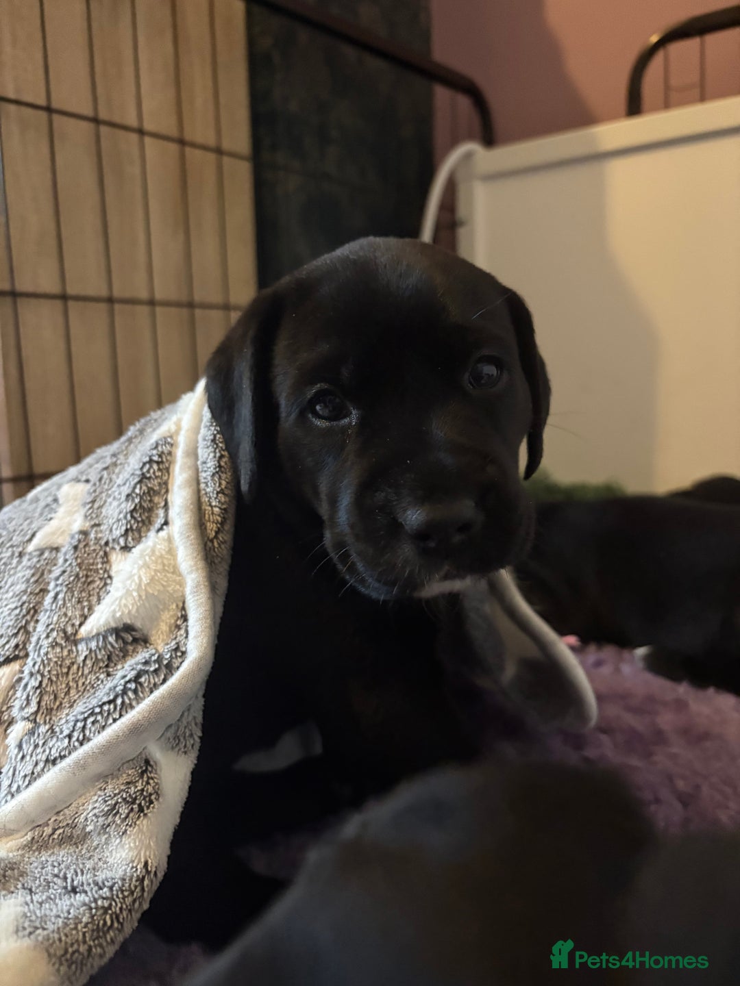 Mixed Breed dogs for sale: Beautiful Dalmador (lab X Dalmatian) puppies..!  - Advert 3