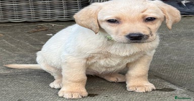 Labrador Retriever dogs - Advert 2