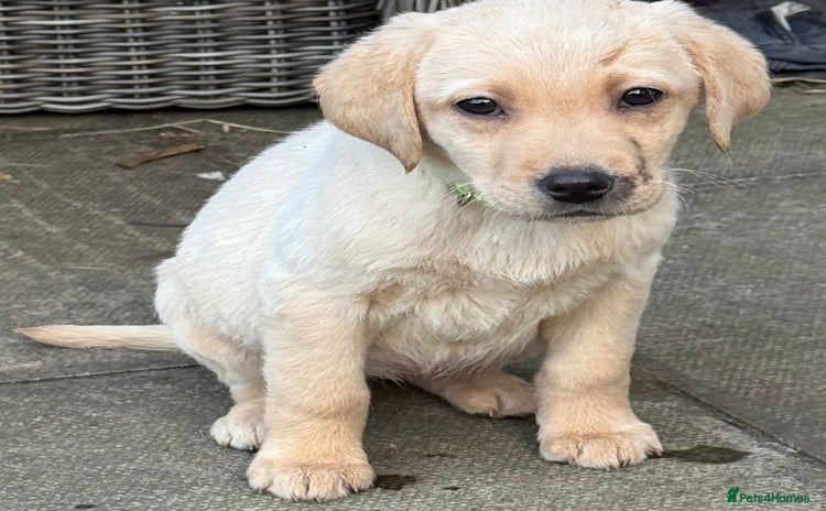 Labrador Retriever dogs - Advert 1