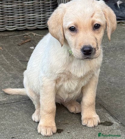 Labrador Retriever dogs - Advert 1