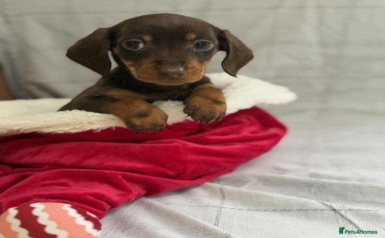 Miniature Dachshund dogs - Advert 6