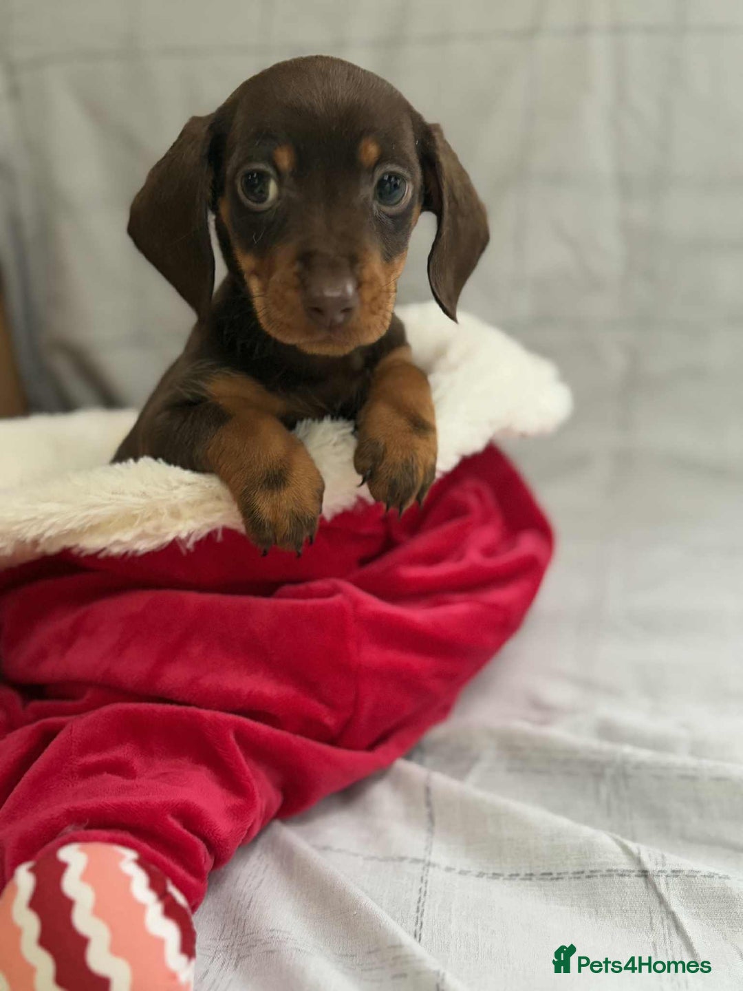 Miniature Dachshund dogs for sale: Miniature Dachshunds  - Image 1