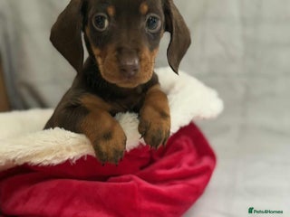 Miniature Dachshund dogs for sale - Advert 1