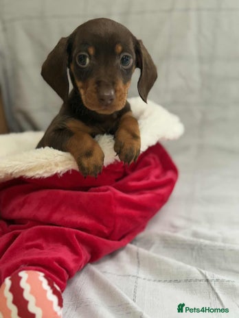 Miniature Dachshund dogs - Advert 1