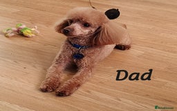 Cavapoo dogs for sale: Reserved pendling collection  - Image 8