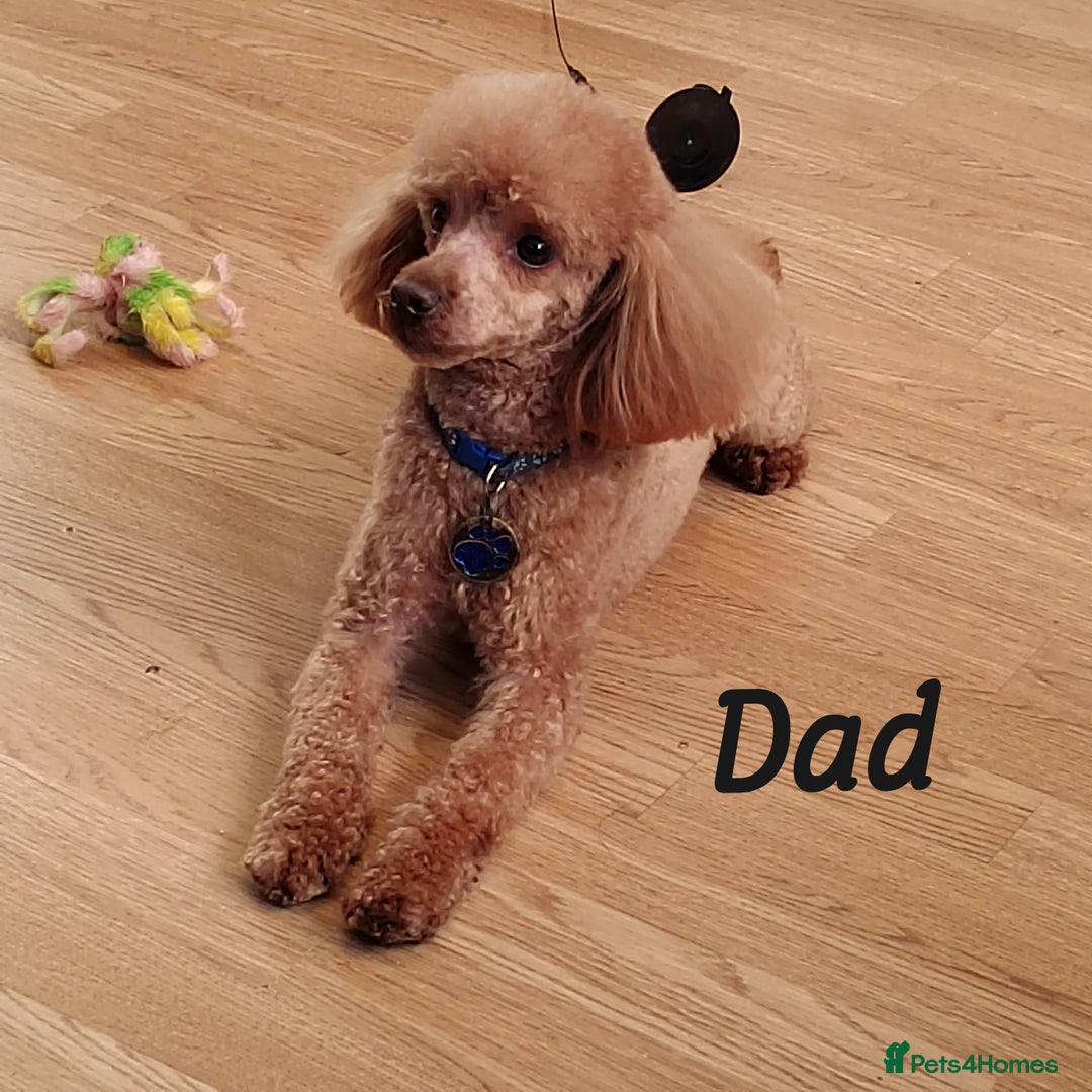Cavapoo dogs for sale: Reserved pendling collection  - Image 8