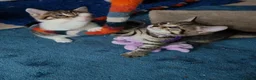 Domestic Shorthair cats for sale: 8 mixed breed kittens for sale in Huddersfield - Advert 13