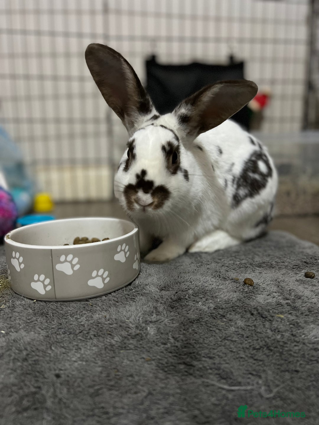 Mixed Breed rabbits for sale: Male and female rabbits 🩷🩵 - Advert 7