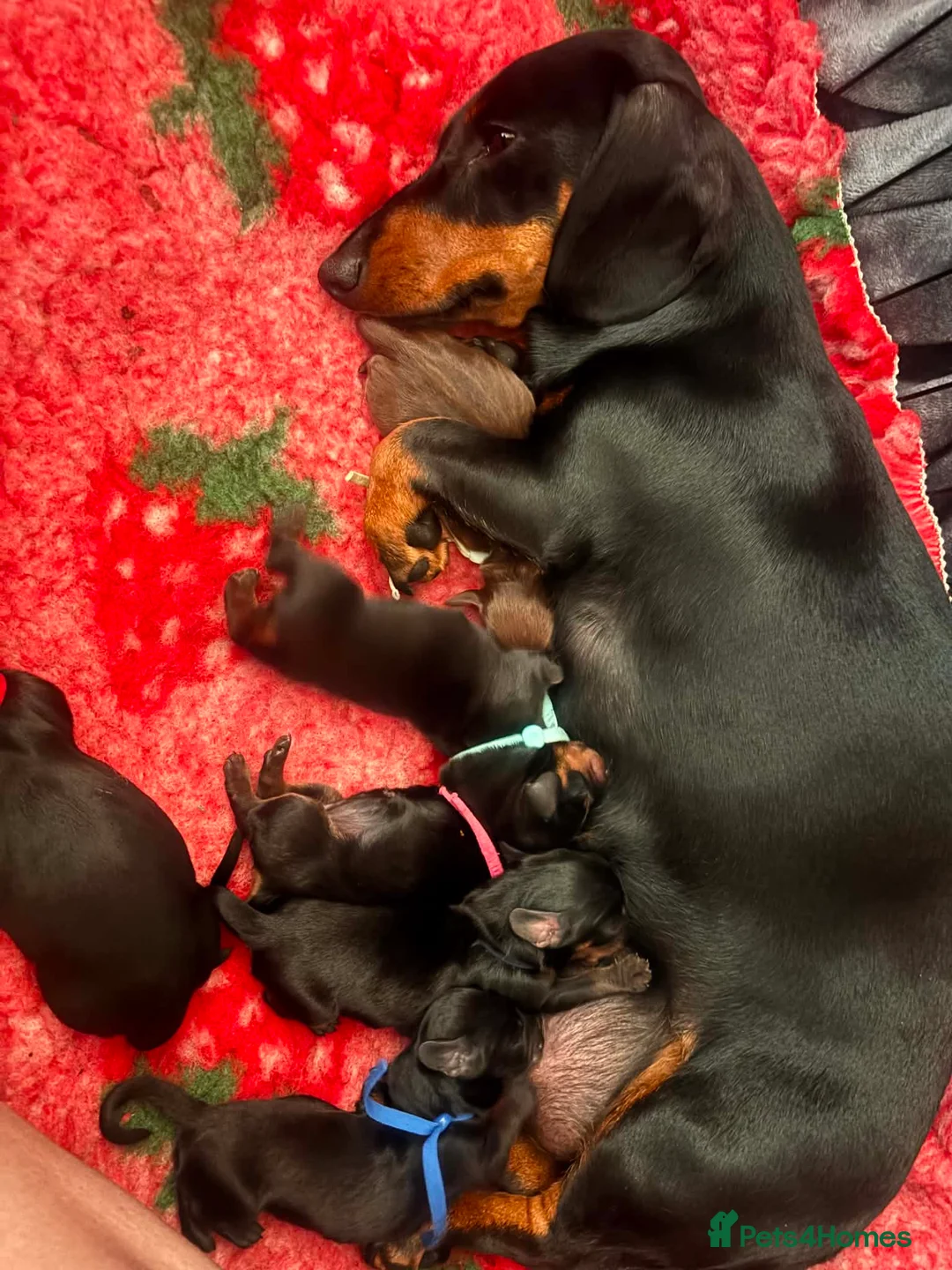 Miniature Dachshund dogs for sale: Miniature dachshund puppies  in Plymouth - Advert 1