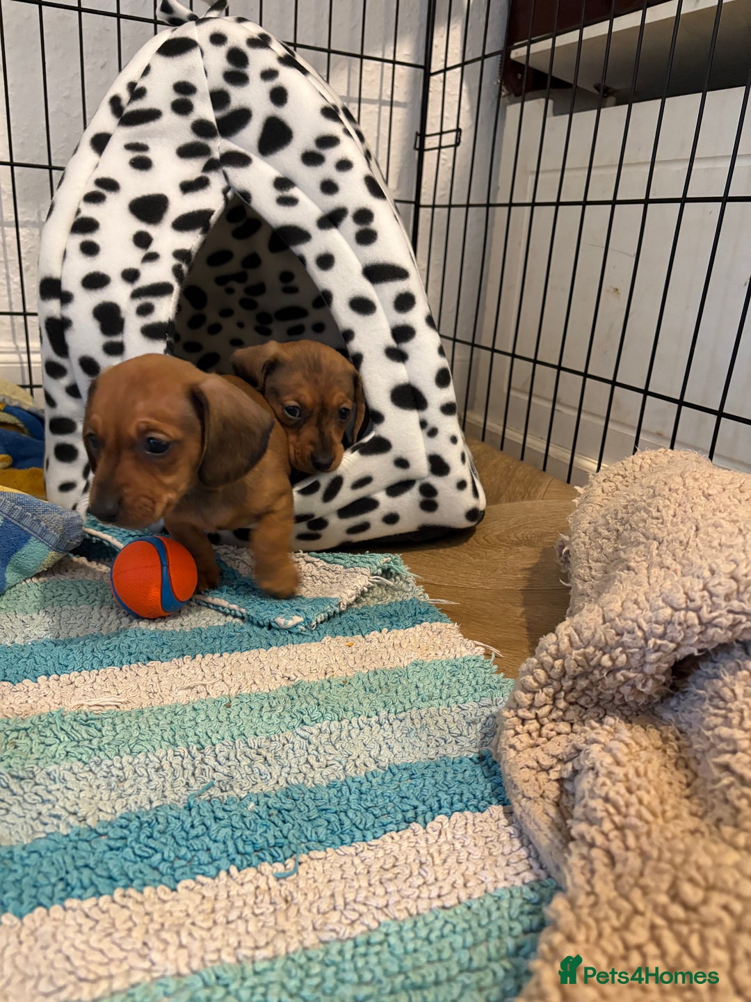 Miniature Dachshund dogs for sale: Kc true miniature dachshunds puppies - Advert 7