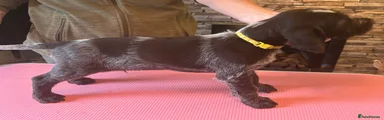 German Wirehaired Pointer Puppy 3