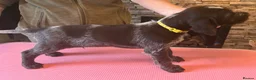 German Wirehaired Pointer dogs for sale: Ready to go to their new homes - Advert 10