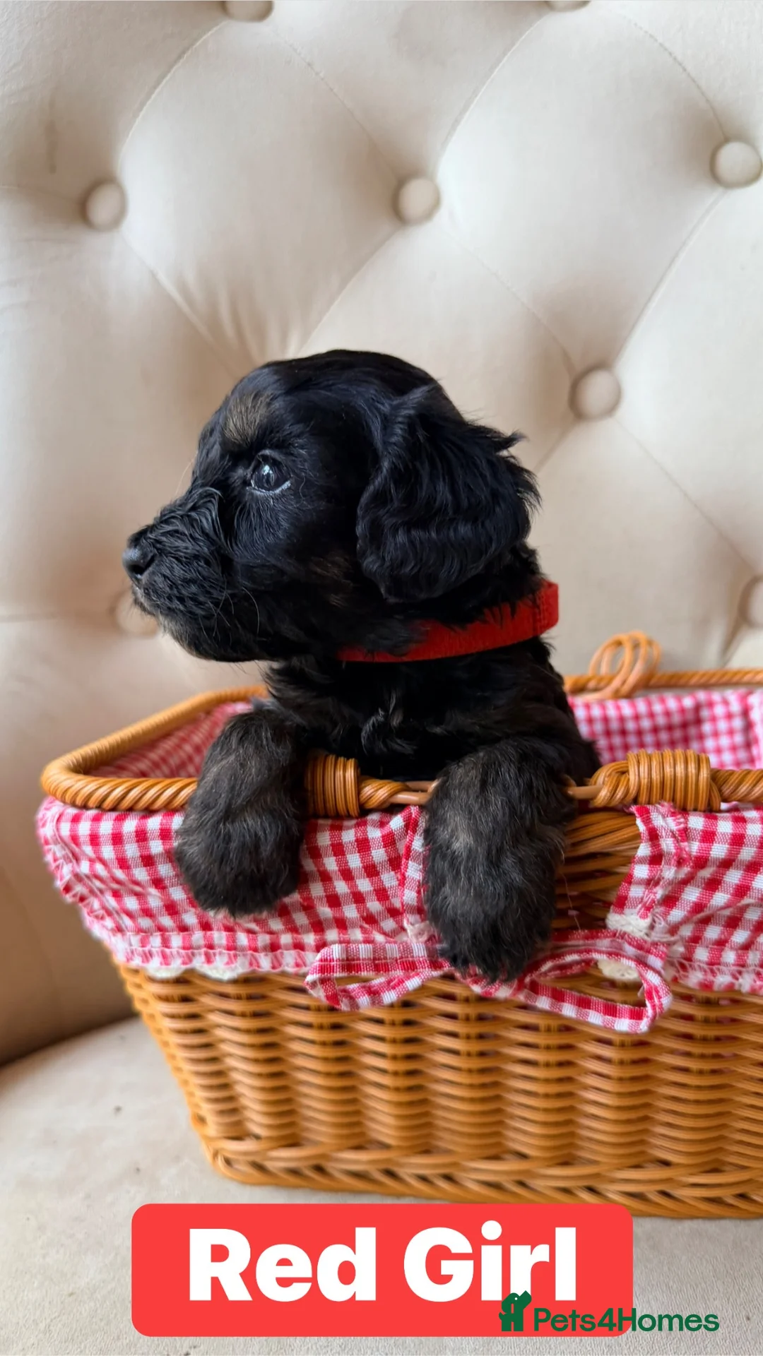 Cockapoo dogs for sale: Stunning family reared cockapoo puppies in Slough - Advert 10