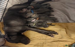 Staffordshire Bull Terrier dogs for sale: Blue Staffordshire Bull Terrier 🐶 Puppies 🐶 - Image 2