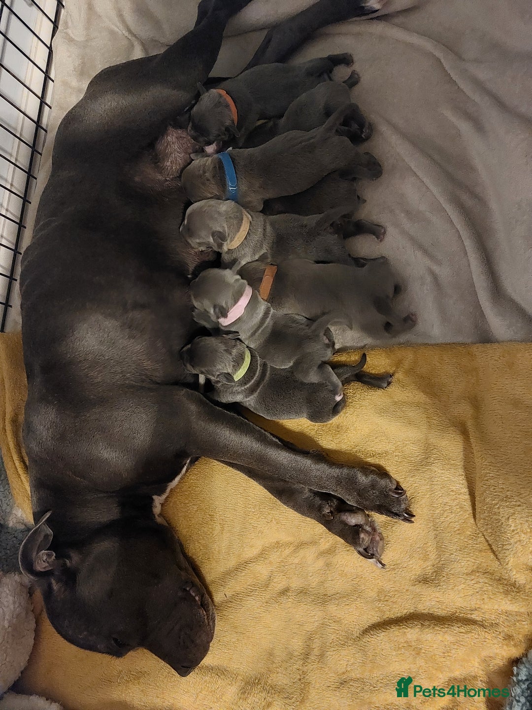 Staffordshire Bull Terrier dogs for sale: Blue Staffordshire Bull Terrier 🐶 Puppies 🐶 - Image 2