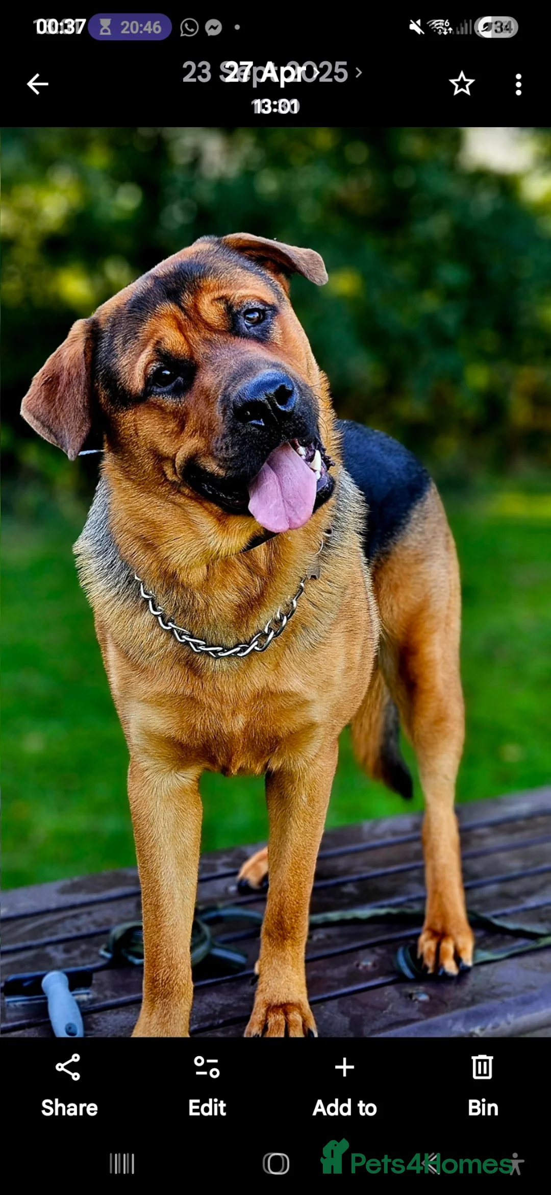 Mixed Breed dogs for stud: Rottweiler x GSD Stud Gentle Giant Loyal Protector in Nuneaton - Advert 1