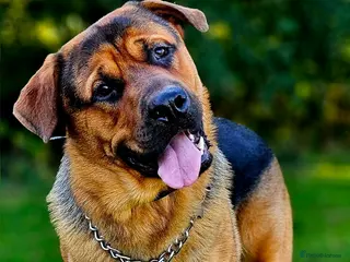 Mixed Breed dogs Rottweiler x GSD Stud Gentle Giant Loyal Protector - Advert 1