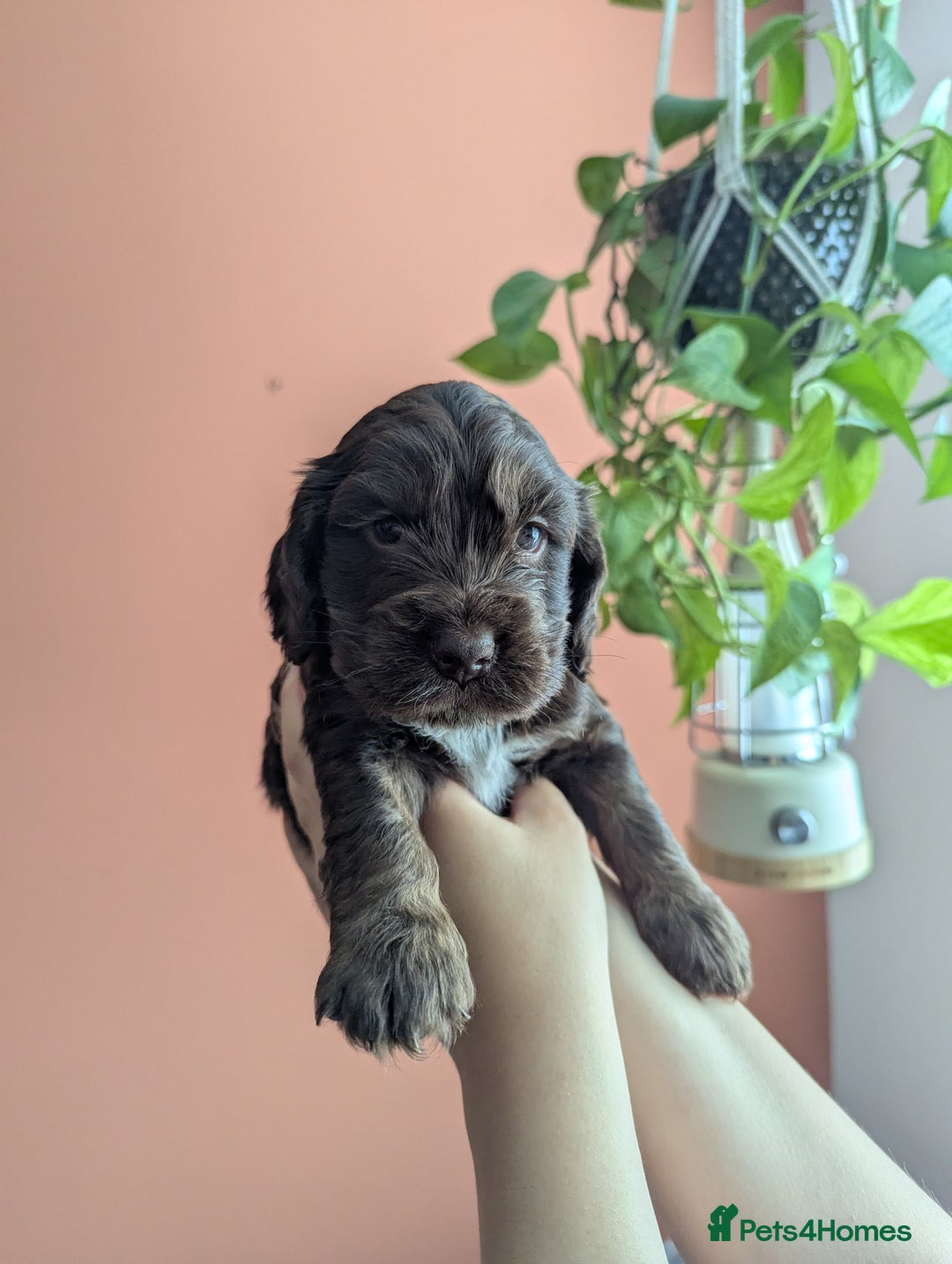 Cocker Spaniel dogs for sale: ✨ Showline Cocker Spaniel puppies for sale ✨ - Image 27