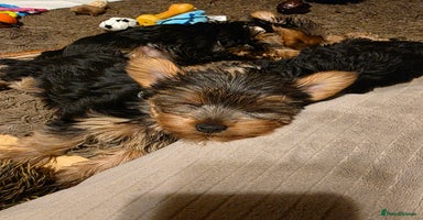 Yorkshire Terrier dogs 🌸 🐶Adorable Puppies Looking for Homes 🌸 - Advert 3