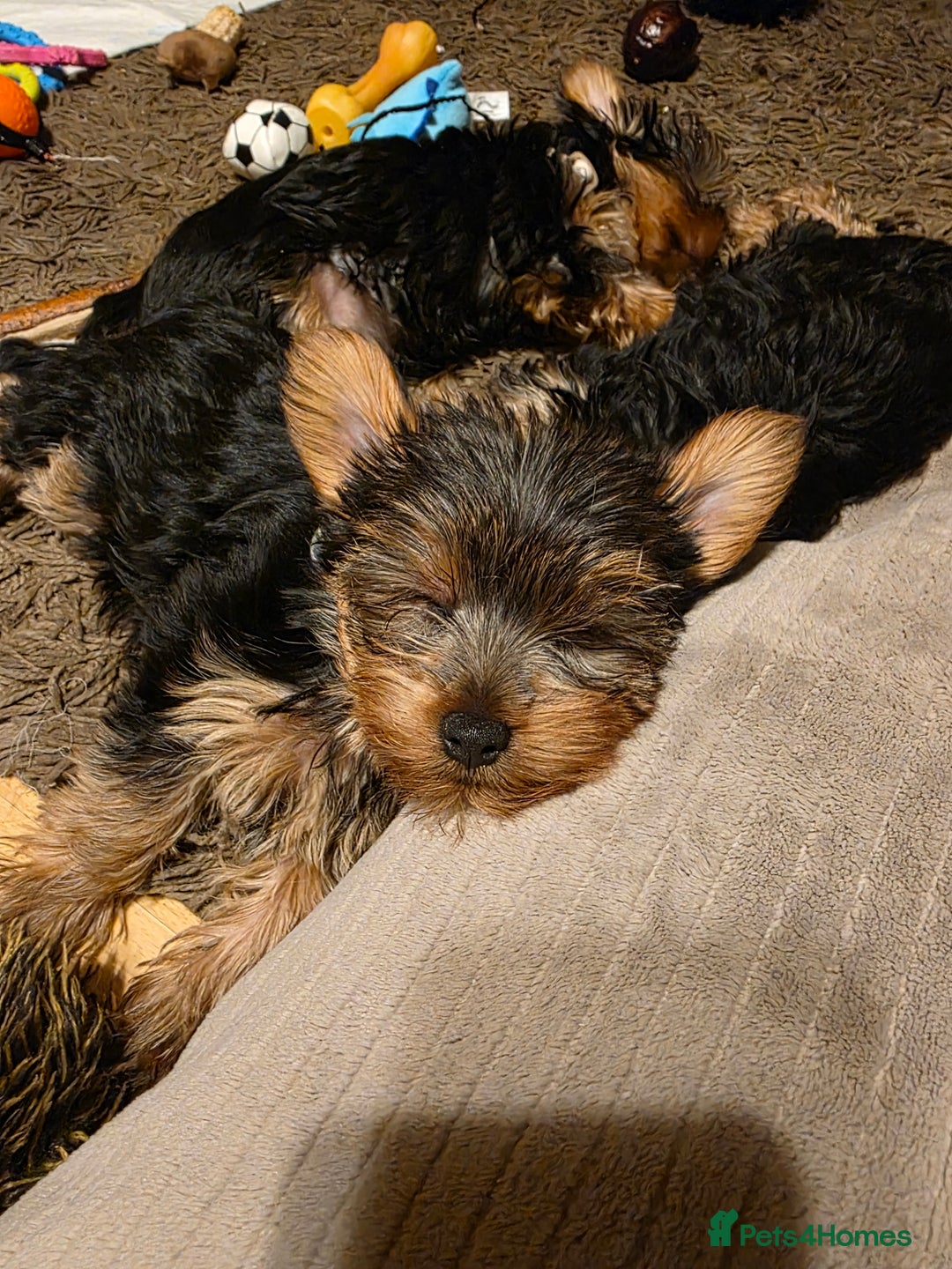 Yorkshire Terrier dogs for sale: 🌸 🐶Last Adorable Puppies (boy) READY TO GO 🌸 - Advert 2