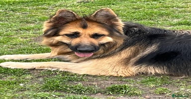 Shepsky dogs in Falkirk - Advert 3