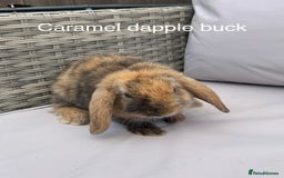 Mini Lop rabbits for sale: Beautiful baby mini lop rabbits  - Image 18