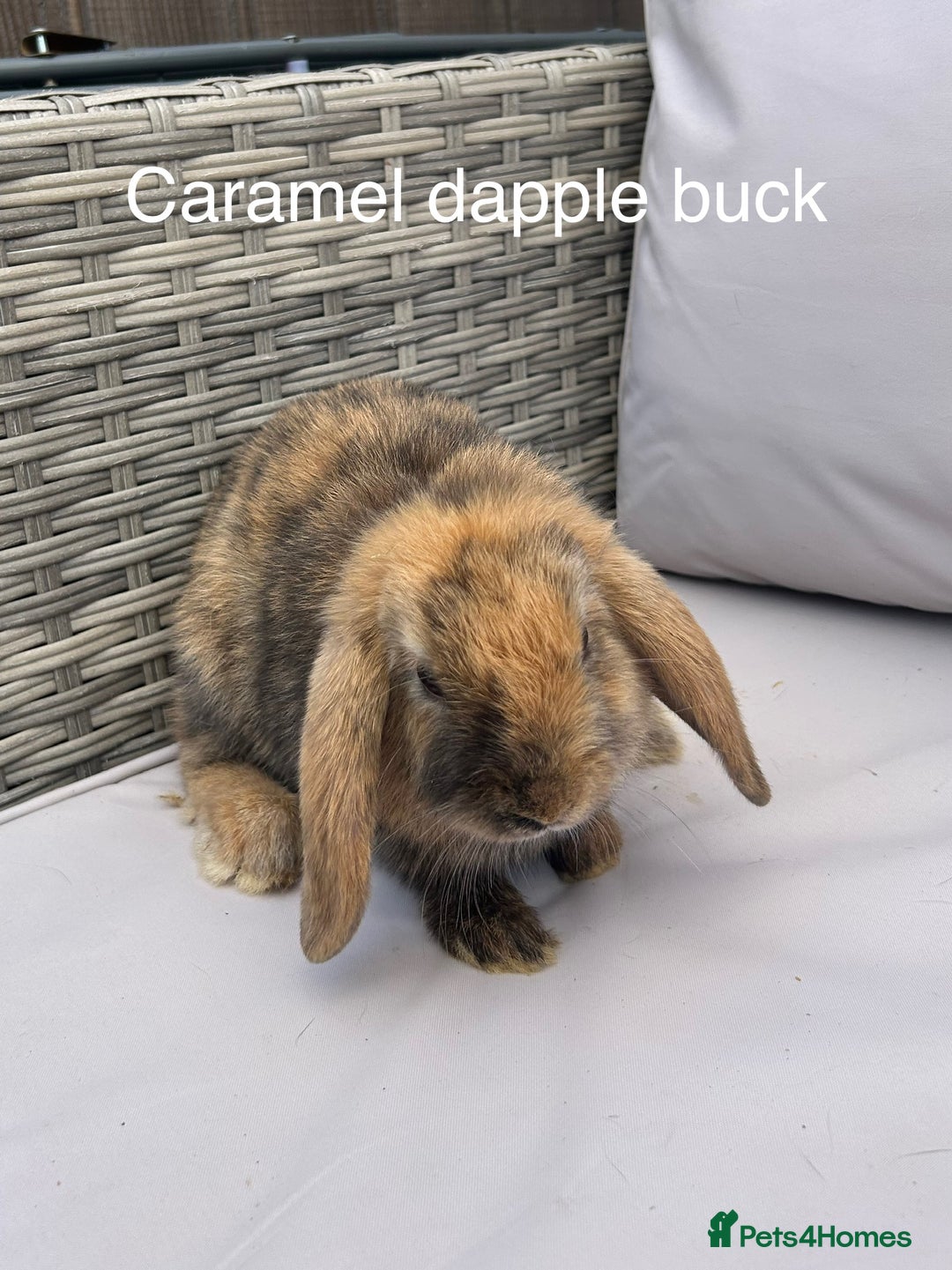 Mini Lop rabbits for sale: Beautiful baby mini lop rabbits  - Image 18