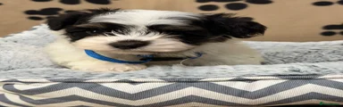 Havanese Puppy 3