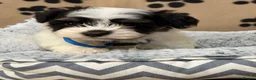 Havanese dogs for sale: Beautiful Havanese Kc Reg’d Puppies - Advert 2