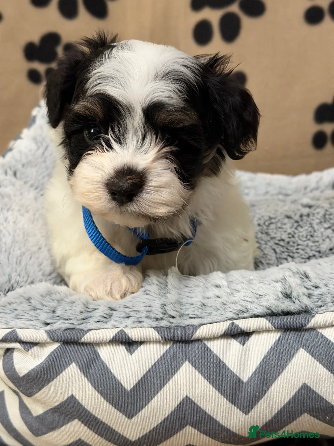 Havanese dogs for sale: Beautiful Havanese Kc Reg’d Puppies - Advert 2