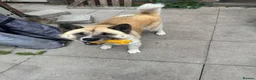 Akita dogs for sale: Female Akita  - Advert 4