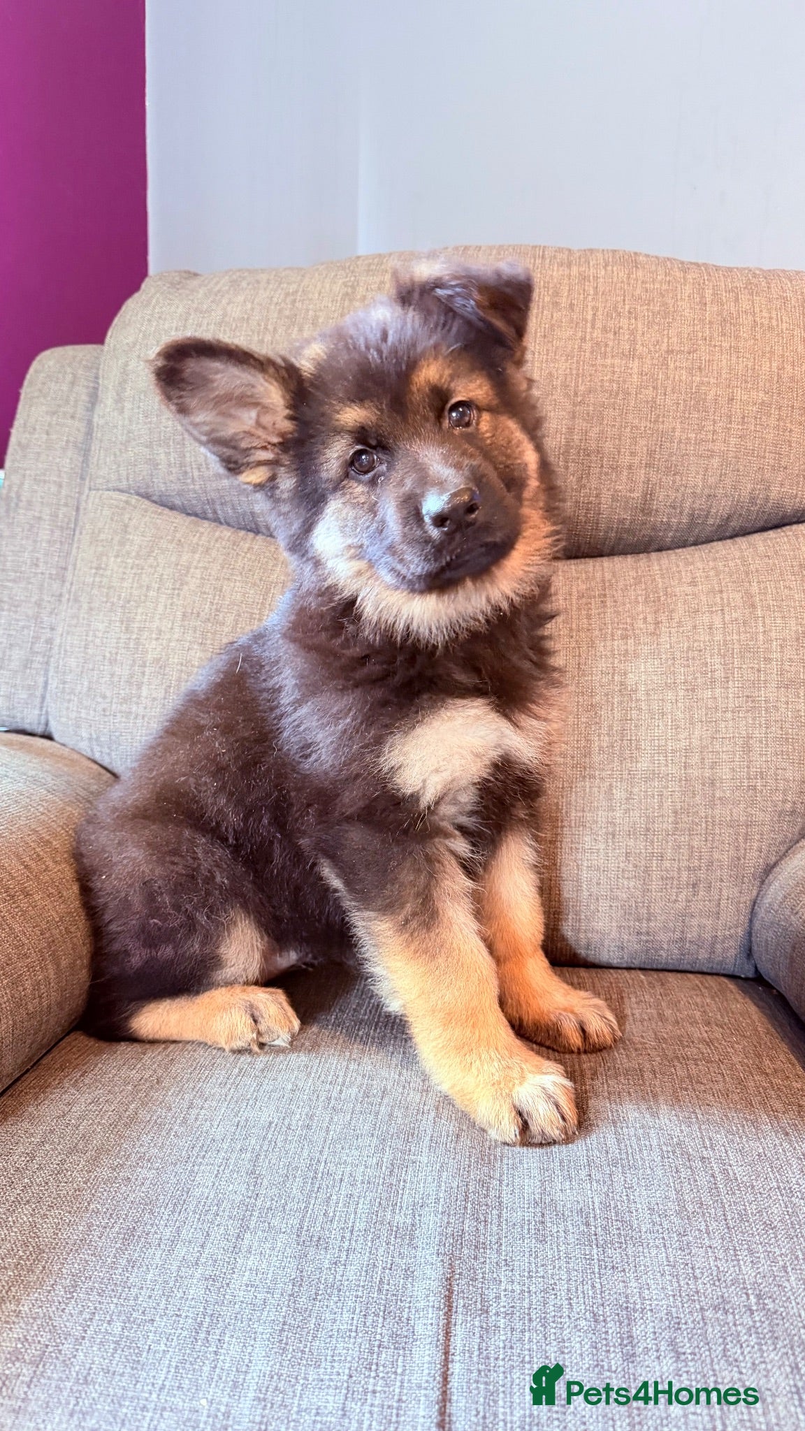 German Shepherd dogs KC registered German shepherd puppies.  - Advert 14